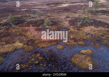 Drone image, aerial view, close-up, wetland, bog in autumn, Lapland, Finland, Europe Stock Photo