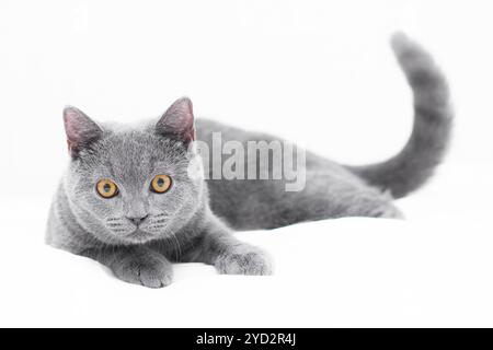 A grey kitten lies on a white background. Cute kitten. British cat. Cover for an album or notebook. Funny cat. Big cat eyes. Iso Stock Photo