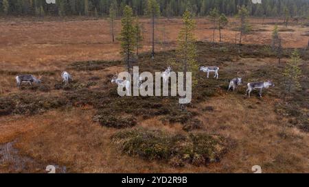 Drone shot, aerial view, wetland, moor in autumn with reindeer, Lapland, Finland, Europe Stock Photo