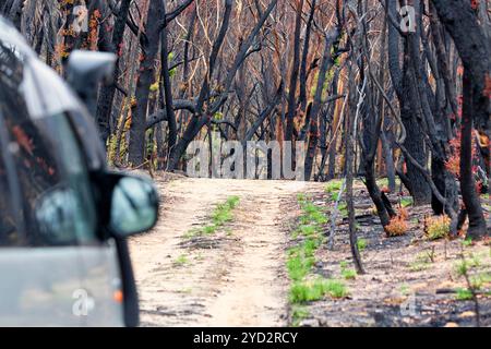 Driving through burnt bush land after summer fires Stock Photo