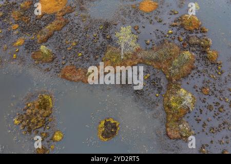 Drone image, aerial view, close-up, wetland, bog in autumn, Lapland, Finland, Europe Stock Photo