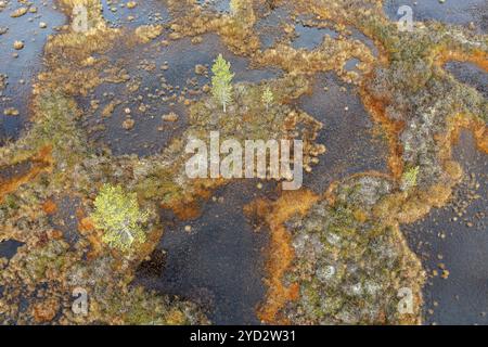 Drone image, aerial view, close-up, wetland, bog in autumn, Lapland, Finland, Europe Stock Photo