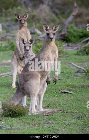 Australian Western Grey Kangaroos in open bushland Stock Photo - Alamy