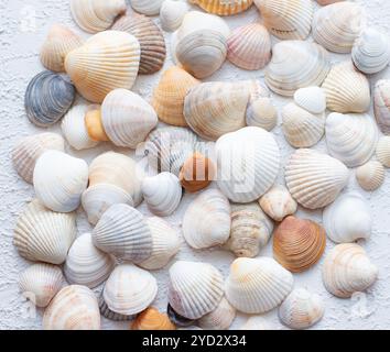 Shells on a light background . Article about vacation. Sea shells lie on a light background Stock Photo