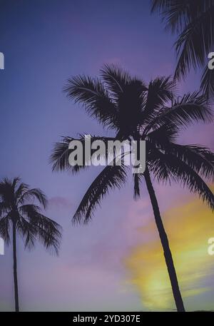 Retro FIltered Photo Of Purple Sunset And Palm Trees In Hawaii Stock Photo