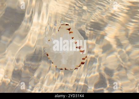 Compass Jellyfish [ Chrysaora hysoscella ] swimming in shallow water, UK Stock Photo