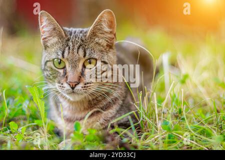 The tabby cat is lying in the grass. House cat on a walk. Beautiful cat for the cover. The range of the animal. Stock Photo