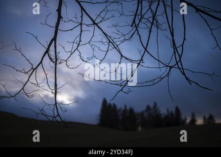 A Distant Forest Bathed In A Blue Twilight With Focus On Tree Branches In The Foreground Stock Photo