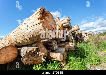 Cut tree logs piled up near a forest road in sunny summer day Stock Photo