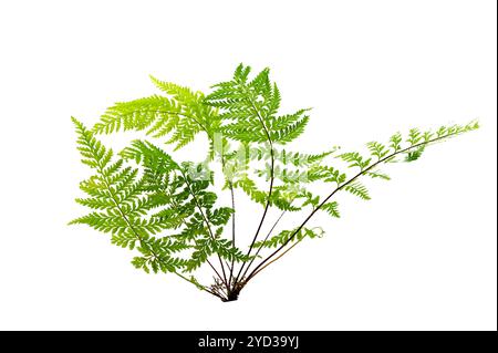 Beautiful composition with fern and other tropical leaves on white background. Fern leaf, Ornamental foliage, Fern isolated on white background, with Stock Photo