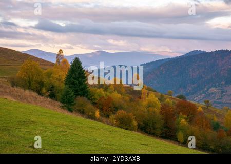 rural area of carpathian mountains in autumn. cloudy weather. trees in colorful foliage. landscape with hills rolling in to the distance Stock Photo