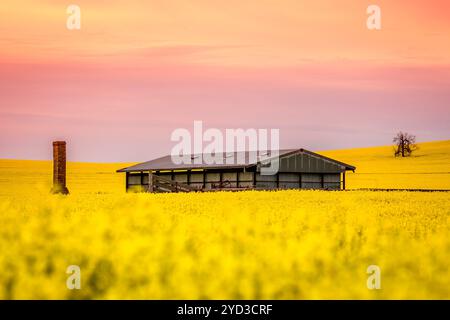 Barn and old ruin sit in a field of canola Stock Photo