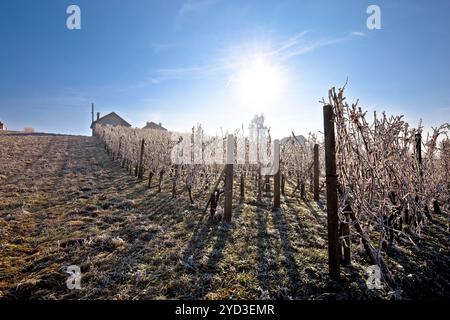 Vineyard in winter frost on sunny day view Stock Photo
