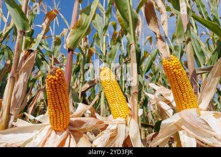 Close-up of ripe ears of corn in a field. Three ripe ears of corn stand among lush green stalks in a cornfield under a bright blue sky, signaling harv Stock Photo
