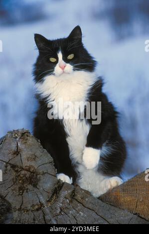 Beautiful curious Tuxedo Cat standing up on Log, looking at camera. Stock Photo