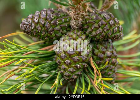 Pine cones on a branch Stock Photo