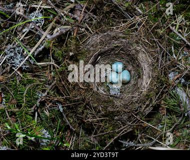 Birds nest with three eggs in the forest Stock Photo