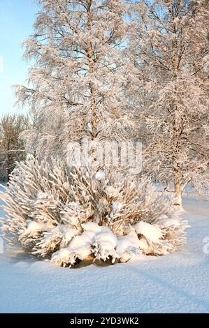 Beautiful winter landscape in the park on a sunny day Stock Photo