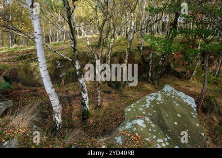 Birch trees in autumn, Bolehill Quarry, Peak District National Park, Derbyshire Stock Photo