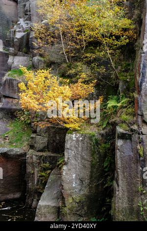 A birch sapling with golden autumn leaves growing in a rock crevice at Millstone Edge, Bolehill Quarry, Peak District National Park, Derbyshire Stock Photo