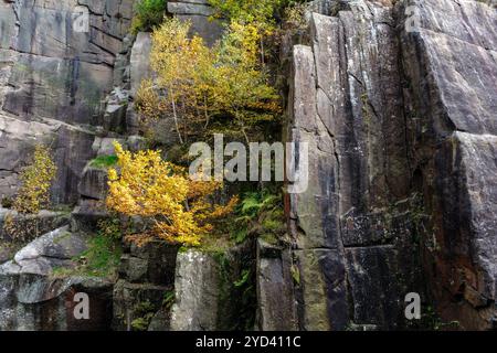 A birch sapling with golden autumn leaves growing in a rock crevice at Millstone Edge, Bolehill Quarry, Peak District National Park, Derbyshire Stock Photo