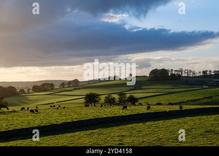 Cows grazing in the late afternoon autumn sunshine - a view from the Tissington Trail near Biggin, Peak District National Park, Derbyshire Stock Photo