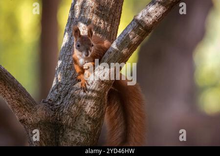 A red fluffy squirrel sits on the branch Stock Photo