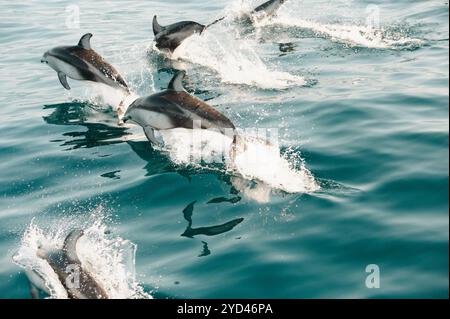 Pod of dolphins jumping out of turquoise water in Monterey Bay Stock Photo