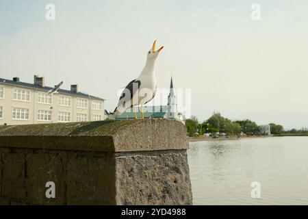 Seagull screaming on concrete fence of waterfront Stock Photo