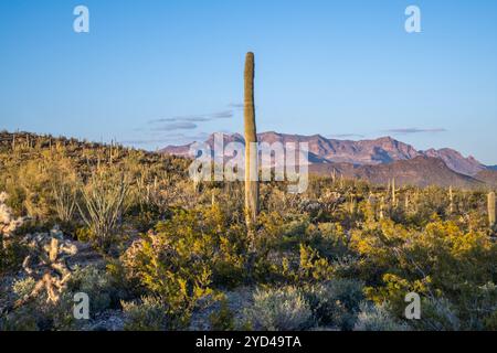 An overlooking view of Organ Pipe Cactus NM, Arizona Stock Photo