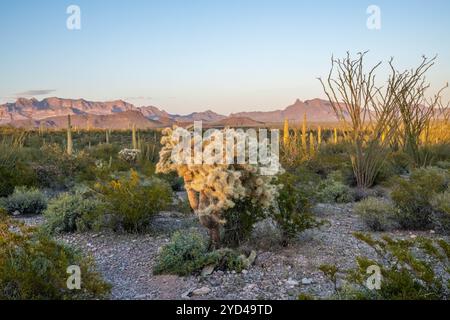 An overlooking view of Organ Pipe Cactus NM, Arizona Stock Photo