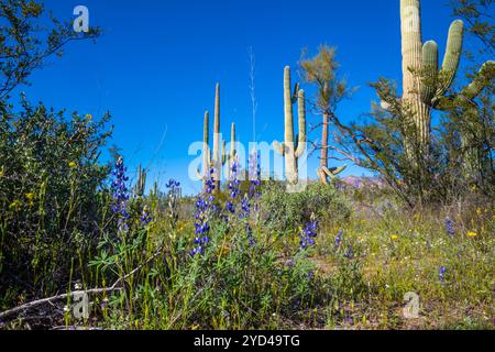An overlooking view of Organ Pipe Cactus NM, Arizona Stock Photo