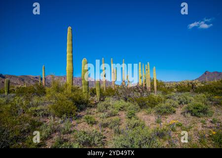 An overlooking view of Organ Pipe Cactus NM, Arizona Stock Photo
