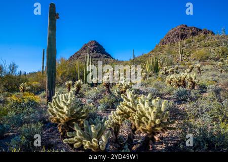An overlooking view of Organ Pipe Cactus NM, Arizona Stock Photo