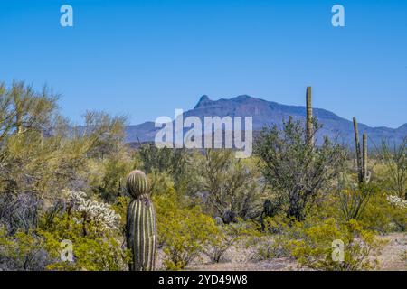 An overlooking view of Organ Pipe Cactus NM, Arizona Stock Photo