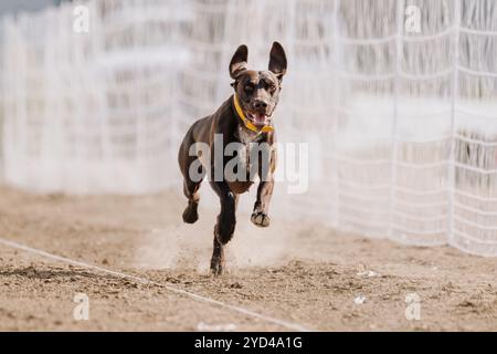 German Shorthaired Pointer Running Lure Course Sprint Dog Sport Stock Photo