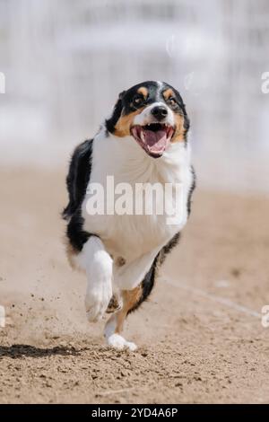 Australian Shepherd Aussie Dog Running Lure Course Dog Sport Stock Photo