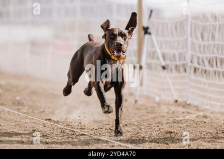 German Shorthaired Pointer Running Lure Course Sprint Dog Sport Stock Photo