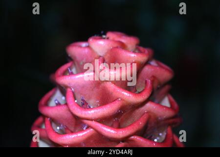 Ginger Lily Flower with dark background Stock Photo