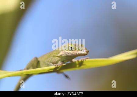 Lizard Sitting on a Leaf Stock Photo