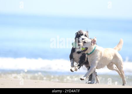 Two Dogs Playing on the Beach Stock Photo
