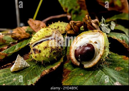 Close-up of a horse chestnut Stock Photo