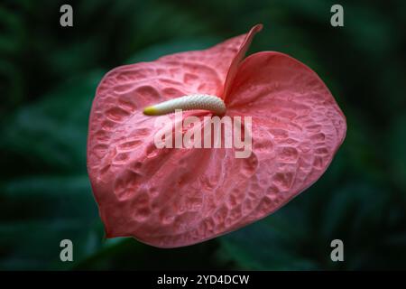 Beautiful pink Anthurium flower or Flamingo flower blossom in tropical botanical garden with water drops on it. Symbol of love and passion Stock Photo