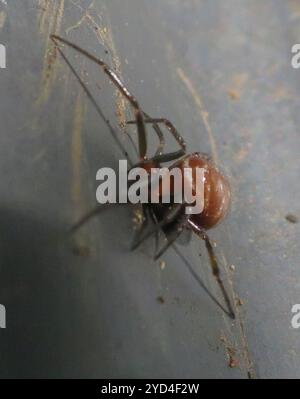 Black Cobweb Spider (Steatoda capensis) Stock Photo