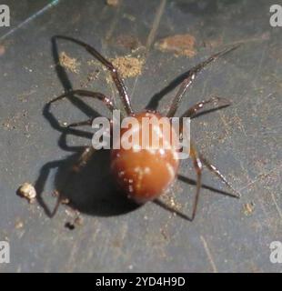 Black Cobweb Spider (Steatoda capensis) Stock Photo