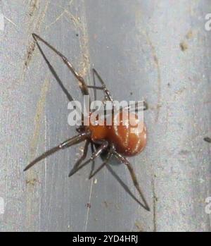 Black Cobweb Spider (Steatoda capensis) Stock Photo