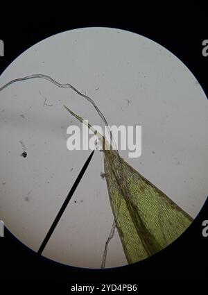 Tufted Thread-moss (Ptychostomum imbricatulum Stock Photo - Alamy