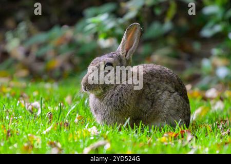 Wild rabbit sitting in a meadow Stock Photo