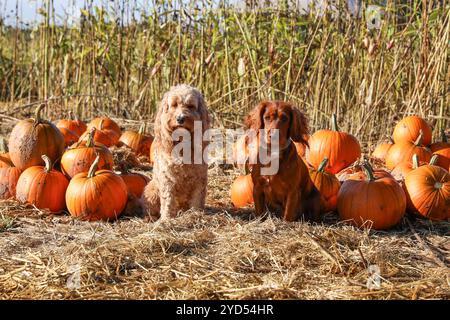 Pumpkin picking Stock Photo