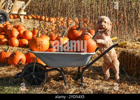 Pumpkin picking Stock Photo